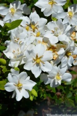 Snow Flurry Hardy Gardenia - 3 Gallon Pot -Garden Plant Shop gardenia jasminoides snow flurry 2 1