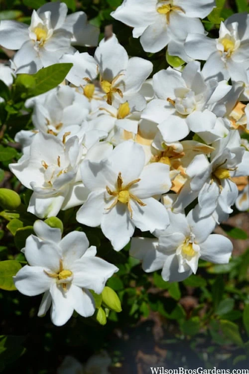 Snow Flurry Hardy Gardenia - 1 Gallon Pot Snow Flurry Hardy Gardenia - 1 Gallon Pot -Garden Plant Shop gardenia jasminoides snow flurry 2