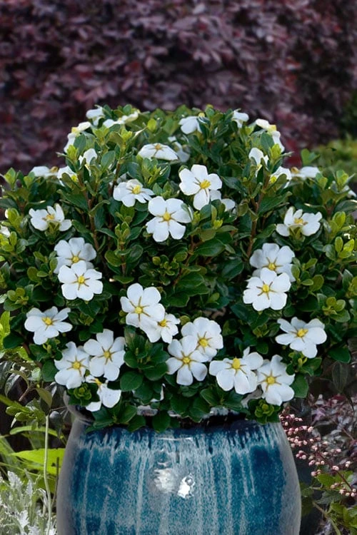 Snow Globe Gardenia - 3 Gallon Pot Snow Globe Gardenia - 3 Gallon Pot -Garden Plant Shop gardenia jasminoides snow globe 1