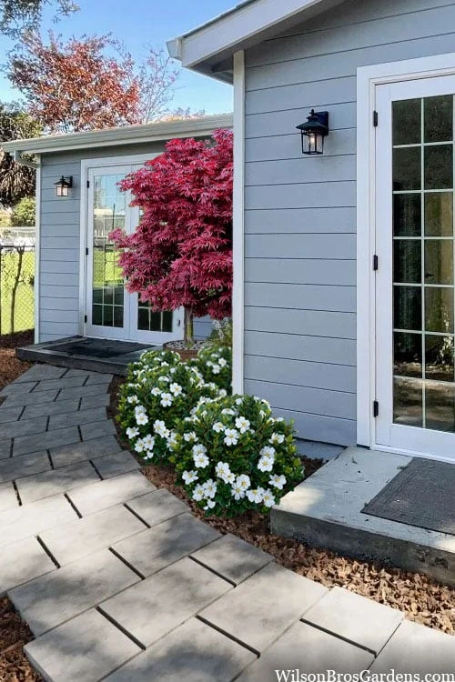 Snow Globe Gardenia - 3 Gallon Pot Snow Globe Gardenia - 3 Gallon Pot -Garden Plant Shop gardenia jasminoides snow globe 3