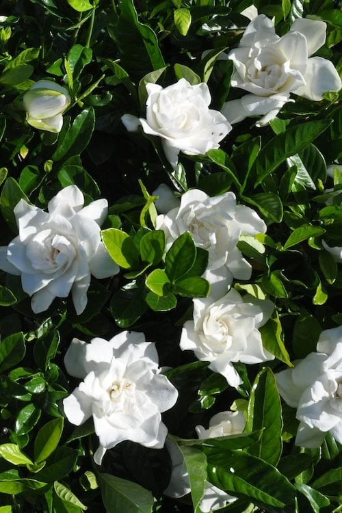 Snow Puff Hardy Gardenia - 3 Gallon Pot Snow Puff Hardy Gardenia - 3 Gallon Pot -Garden Plant Shop gardenia jasminoides snow puff 2 1