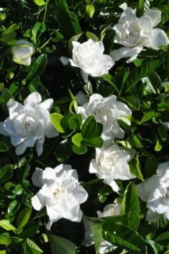 Snow Puff Hardy Gardenia - 1 Gallon Pot 3 Snow Puff Hardy Gardenia - 1 Gallon Pot -Garden Plant Shop gardenia jasminoides snow puff 2 2