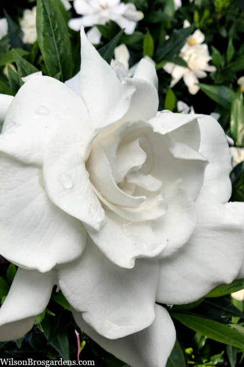 Snow Puff Hardy Gardenia - 3 Gallon Pot Snow Puff Hardy Gardenia - 3 Gallon Pot -Garden Plant Shop gardenia jasminoides snow puff 4 1