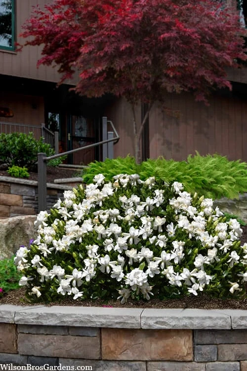 Steady As She Goes Hardy Gardenia - 3 Gallon Pot Steady As She Goes Hardy Gardenia - 3 Gallon Pot -Garden Plant Shop gardenia jasminoides steady as she goes 3