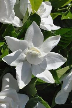 Summer Snow Gardenia - 3 Gallon Pot -Garden Plant Shop gardenia jasminoides summer snow 5