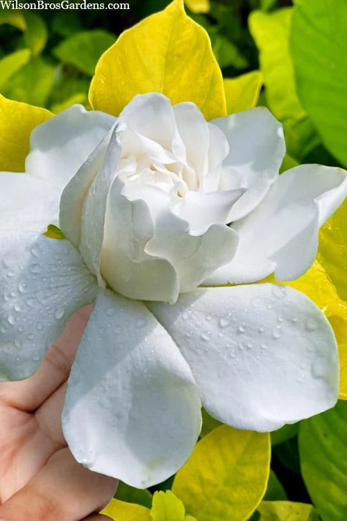 Gold Doubloon Gardenia - 6 Pack of 1 Gallon Pots Gold Doubloon Gardenia - 6 Pack Of 1 Gallon Pots -Garden Plant Shop gardenia ogon no hana gold doubloon 10 2