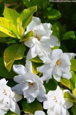 Gold Doubloon Gardenia - 1 Gallon Pot 3 Gold Doubloon Gardenia - 1 Gallon Pot -Garden Plant Shop gardenia ogon no hana gold doubloon 3