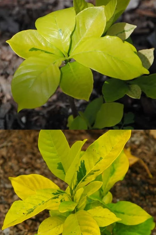 Gold Doubloon Gardenia - 1 Gallon Pot Gold Doubloon Gardenia - 1 Gallon Pot -Garden Plant Shop gardenia ogon no hana gold doubloon 4