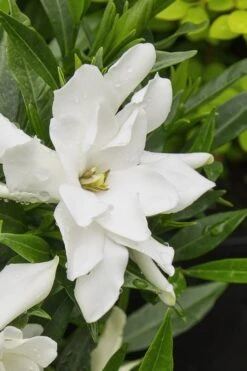 Radicans Creeping Dwarf Gardenia - 1 Gallon Pot -Garden Plant Shop gardenia radicans 22 2