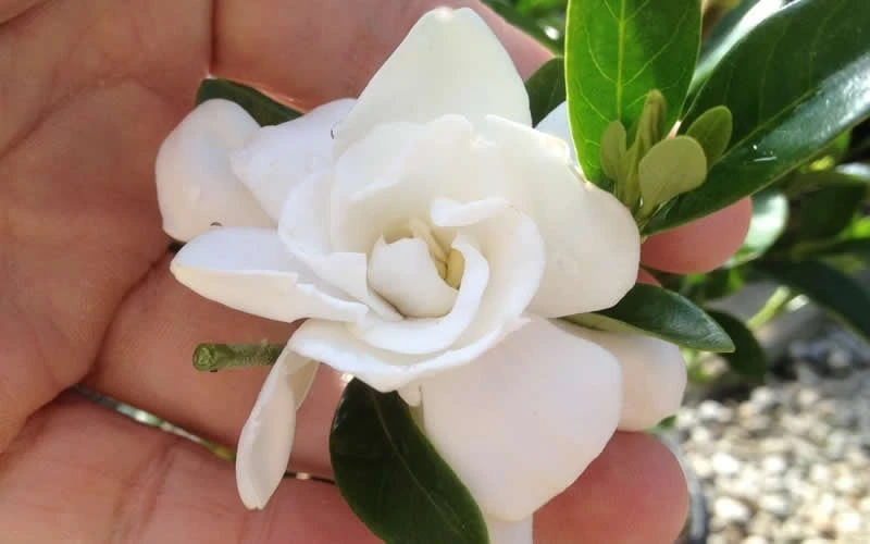 Jubilation Gardenia - 2.5 Quart Pot Jubilation Gardenia - 2.5 Quart Pot -Garden Plant Shop gardeniajubilation 1