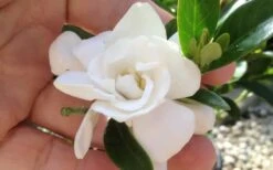 Jubilation Gardenia - 5 Gallon Pot -Garden Plant Shop gardeniajubilation 6