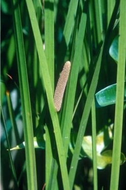 American Sweet Flag (Acorus Americanus) - 1 Gallon Pot 5 American Sweet Flag (Acorus Americanus) - 1 Gallon Pot -Garden Plant Shop grass american sedge 500x750 1