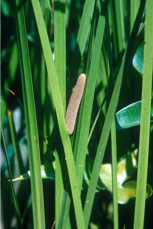 American Sweet Flag (Acorus americanus) - 1 Gallon Pot American Sweet Flag (Acorus Americanus) - 1 Gallon Pot -Garden Plant Shop grass american sedge 500x750 1