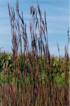 Big Bluestem Grass (Andropogon Gerardii) - 1 Gallon Pot -Garden Plant Shop grass big bluestem 500x750 1