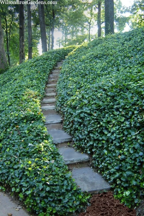 English Ivy (Hedera helix) - 72 Pack of 3.5" Pots English Ivy (Hedera Helix) - 72 Pack Of 3.5" Pots -Garden Plant Shop hedera helix english ivy 100