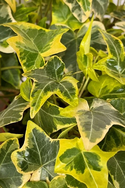 Gold Child Ivy (Hedera helix) - 6 Pack of Pint Pots Gold Child Ivy (Hedera Helix) - 6 Pack Of Pint Pots -Garden Plant Shop hedera helix gold child english ivy 100