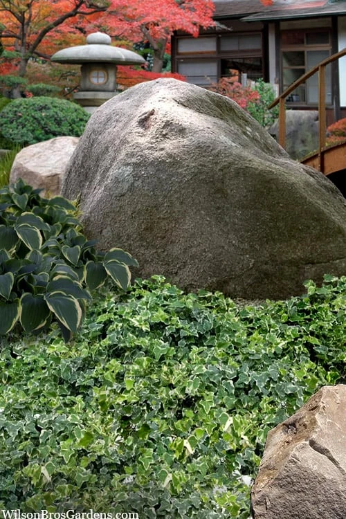 Ingelise English Ivy (Hedera) - 10 Pack of 4" Pots Ingelise English Ivy (Hedera) - 10 Pack Of 4" Pots -Garden Plant Shop hedera helix ingelise english ivy 11