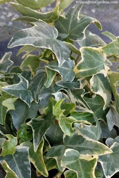 Ingelise English Ivy (Hedera) - 10 Pack of 4" Pots Ingelise English Ivy (Hedera) - 10 Pack Of 4" Pots -Garden Plant Shop hedera helix ingelise english ivy 4