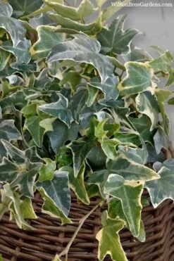 Ingelise English Ivy (Hedera) - 5 Pack Of Pint Pots 5 Ingelise English Ivy (Hedera) - 5 Pack Of Pint Pots -Garden Plant Shop hedera helix ingelise english ivy 6 1
