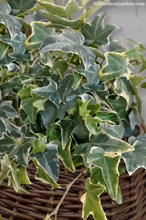 Ingelise English Ivy (Hedera) - 5 Pack of Pint Pots Ingelise English Ivy (Hedera) - 5 Pack Of Pint Pots -Garden Plant Shop hedera helix ingelise english ivy 6 1