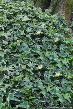 Ingelise English Ivy (Hedera) - 5 Pack Of Pint Pots 4 Ingelise English Ivy (Hedera) - 5 Pack Of Pint Pots -Garden Plant Shop hedera helix ingelise english ivy 7 1