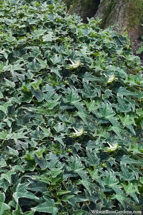 Ingelise English Ivy (Hedera) - 10 Pack of 4" Pots Ingelise English Ivy (Hedera) - 10 Pack Of 4" Pots -Garden Plant Shop hedera helix ingelise english ivy 7