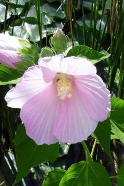 Rose Mallow Hardy Hibiscus (Hibiscus Moscheutos) - 2.5 Quart Pot 6 Rose Mallow Hardy Hibiscus (Hibiscus Moscheutos) - 2.5 Quart Pot -Garden Plant Shop hibiscus mosheutos swamp rose mallow 1