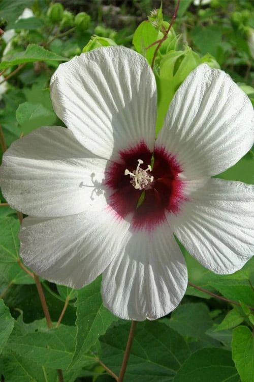 Rose Mallow Hardy Hibiscus (Hibiscus moscheutos) - 2.5 Quart Pot Rose Mallow Hardy Hibiscus (Hibiscus Moscheutos) - 2.5 Quart Pot -Garden Plant Shop hibiscus mosheutos swamp rose mallow 10