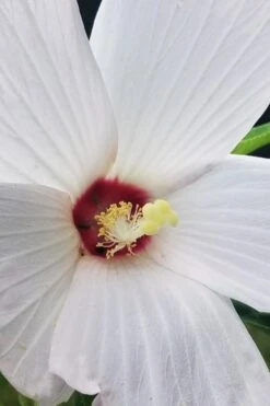 Rose Mallow Hardy Hibiscus (Hibiscus Moscheutos) - 2.5 Quart Pot 7 Rose Mallow Hardy Hibiscus (Hibiscus Moscheutos) - 2.5 Quart Pot -Garden Plant Shop hibiscus mosheutos swamp rose mallow 4