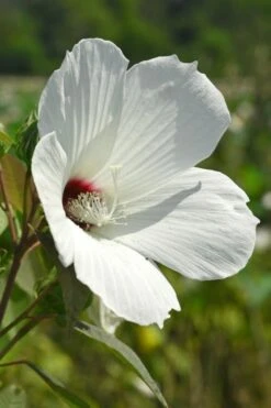 Rose Mallow Hardy Hibiscus (Hibiscus Moscheutos) - 2.5 Quart Pot 5 Rose Mallow Hardy Hibiscus (Hibiscus Moscheutos) - 2.5 Quart Pot -Garden Plant Shop hibiscus mosheutos swamp rose mallow 7