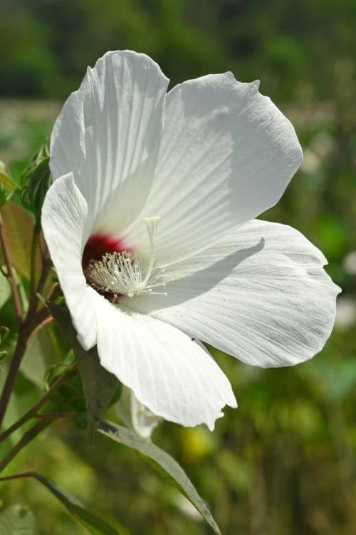 Rose Mallow Hardy Hibiscus (Hibiscus moscheutos) - 2.5 Quart Pot Rose Mallow Hardy Hibiscus (Hibiscus Moscheutos) - 2.5 Quart Pot -Garden Plant Shop hibiscus mosheutos swamp rose mallow 7