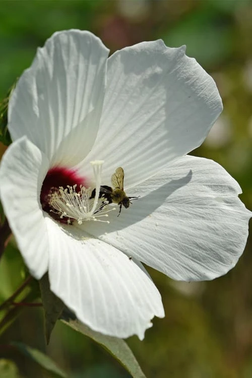 Rose Mallow Hardy Hibiscus (Hibiscus moscheutos) - 2.5 Quart Pot Rose Mallow Hardy Hibiscus (Hibiscus Moscheutos) - 2.5 Quart Pot -Garden Plant Shop hibiscus mosheutos swamp rose mallow 9