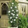 White Pillar Rose Of Sharon - 3 Gallon Pot