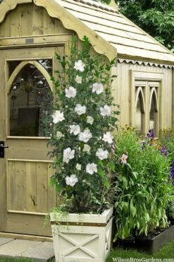 White Pillar Rose Of Sharon - 3 Gallon Pot