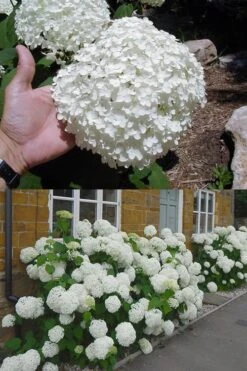 Annabelle Hydrangea - 3 Gallon Pot -Garden Plant Shop hydrangea annabelle 2 500x750 1