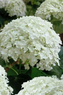 Annabelle Hydrangea - 3 Gallon Pot -Garden Plant Shop hydrangea arborescens annabelle 10