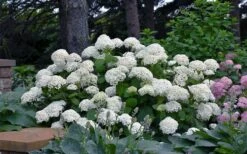 Annabelle Hydrangea - 3 Gallon Pot -Garden Plant Shop hydrangea arborescens annabelle 11