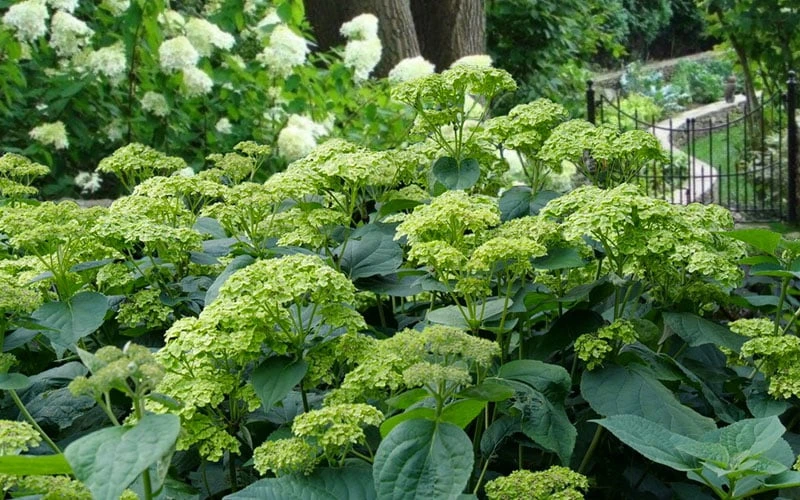 Invincibelle Sublime Smooth Hydrangea - 3 Gallon Pot Invincibelle Sublime Smooth Hydrangea - 3 Gallon Pot -Garden Plant Shop hydrangea arborescens invincibelle sublime 2