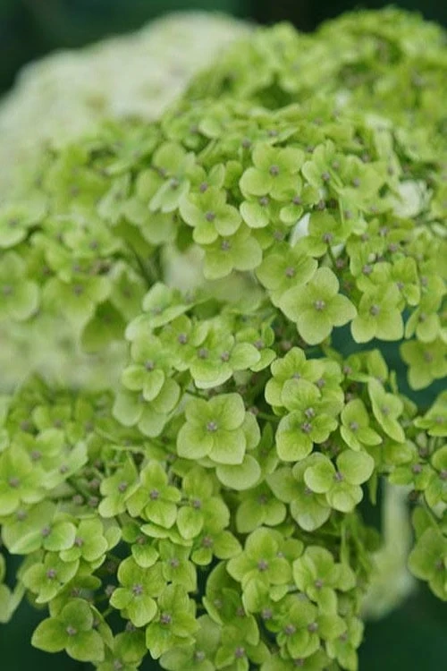 Invincibelle Sublime Smooth Hydrangea - 3 Gallon Pot Invincibelle Sublime Smooth Hydrangea - 3 Gallon Pot -Garden Plant Shop hydrangea arborescens invincibelle sublime 3