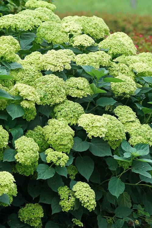 Invincibelle Sublime Smooth Hydrangea - 3 Gallon Pot Invincibelle Sublime Smooth Hydrangea - 3 Gallon Pot -Garden Plant Shop hydrangea arborescens invincibelle sublime 5