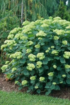 Invincibelle Sublime Smooth Hydrangea - 3 Gallon Pot 5 Invincibelle Sublime Smooth Hydrangea - 3 Gallon Pot -Garden Plant Shop hydrangea arborescens invincibelle sublime 6