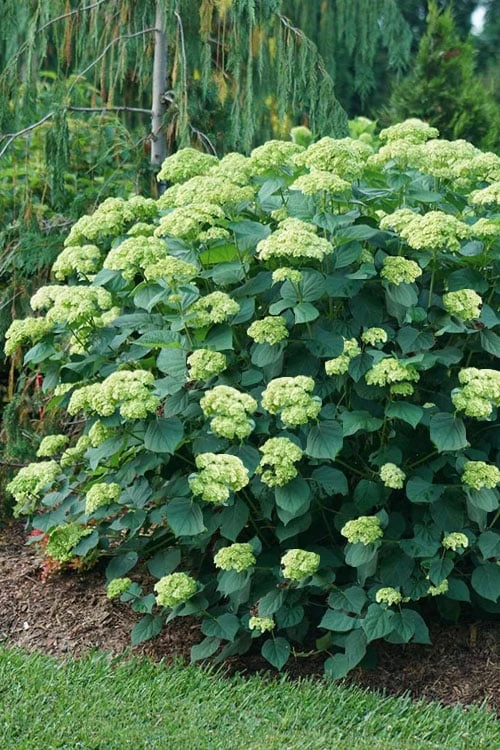Invincibelle Sublime Smooth Hydrangea - 3 Gallon Pot Invincibelle Sublime Smooth Hydrangea - 3 Gallon Pot -Garden Plant Shop hydrangea arborescens invincibelle sublime 6