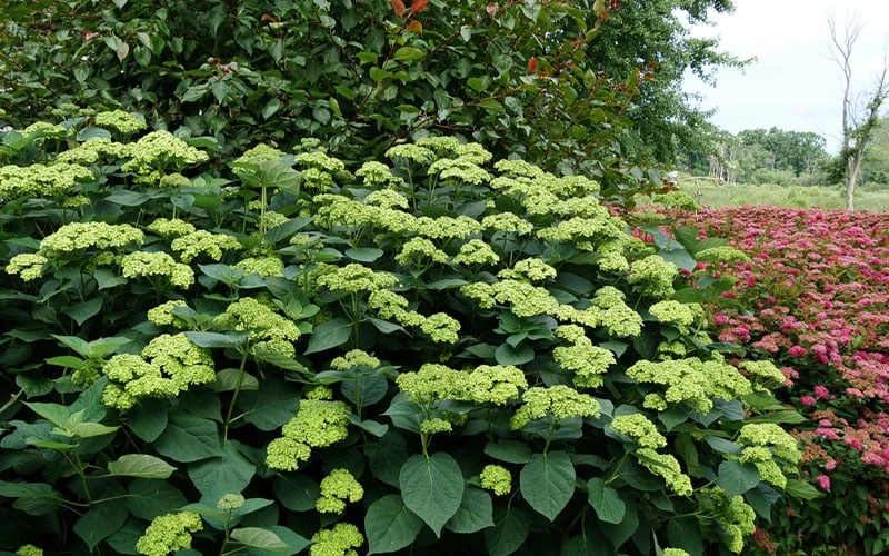 Invincibelle Sublime Smooth Hydrangea - 3 Gallon Pot Invincibelle Sublime Smooth Hydrangea - 3 Gallon Pot -Garden Plant Shop hydrangea arborescens invincibelle sublime 8