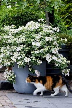 Fairytrail Bride Cascade Hydrangea - 2 Gallon Pot -Garden Plant Shop hydrangea fairytrail bride 7