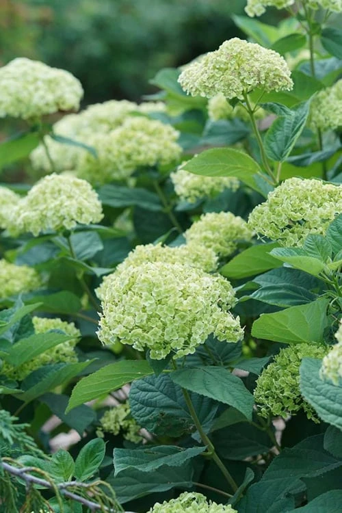 Invincibelle Sublime Smooth Hydrangea - 3 Gallon Pot Invincibelle Sublime Smooth Hydrangea - 3 Gallon Pot -Garden Plant Shop hydrangea invincibelle sublime 500x750 1
