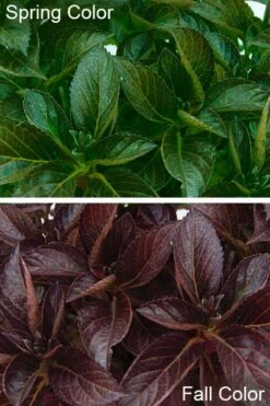 Akadama Hydrangea - 3 Gallon Pot -Garden Plant Shop hydrangea macrophylla akadama 4