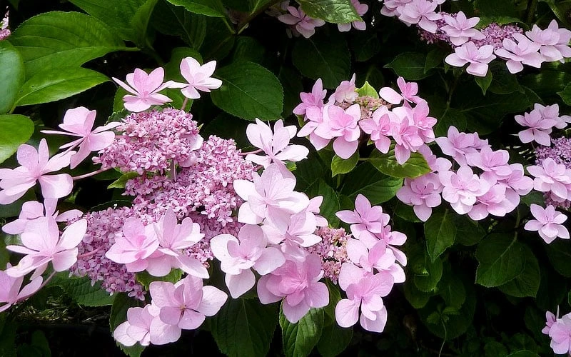 Izu No Hana Lacecap Hydrangea - 3 Gallon Pot Izu No Hana Lacecap Hydrangea - 3 Gallon Pot -Garden Plant Shop hydrangea macrophylla izu no ito 3