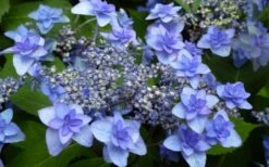 Izu No Hana Lacecap Hydrangea - 3 Gallon Pot 4 Izu No Hana Lacecap Hydrangea - 3 Gallon Pot -Garden Plant Shop hydrangea macrophylla izu no ito 4