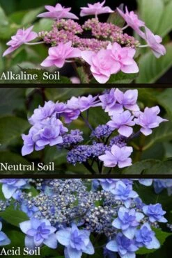 Izu No Hana Lacecap Hydrangea - 3 Gallon Pot 3 Izu No Hana Lacecap Hydrangea - 3 Gallon Pot -Garden Plant Shop hydrangea macrophylla izu no ito 8
