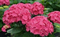 Let's Dance 'Big Band' Dwarf Hydrangea - 3 Gallon Pot -Garden Plant Shop hydrangea macrophylla lets dance big band 1